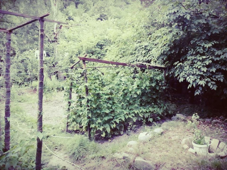 Borjomi Makvala'S Guest House Kültér fotó